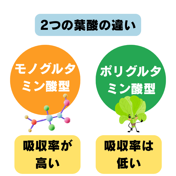 2種類の葉酸を比較する図解。モノグルタミン酸型葉酸はサプリに含まれ、吸収率が約85%と高い。ポリグルタミン酸型葉酸は食品に含まれ、吸収率は約50%と低い。違いを分子構造と野菜イラストで表現。