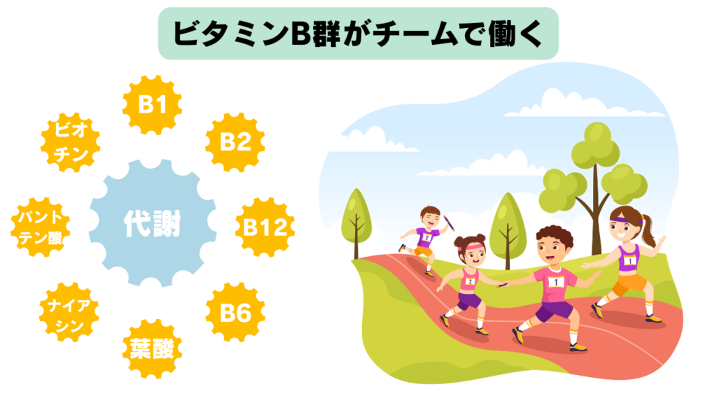 ビタミンB群8種類（B1、B2、B6、B12、ナイアシン、パントテン酸、ビオチン、葉酸）がチームワークで働く様子を示す図解。代謝の歯車やリレーのイメージを使い、1つ欠けるとエネルギー代謝全体の働きが低下することを表現。