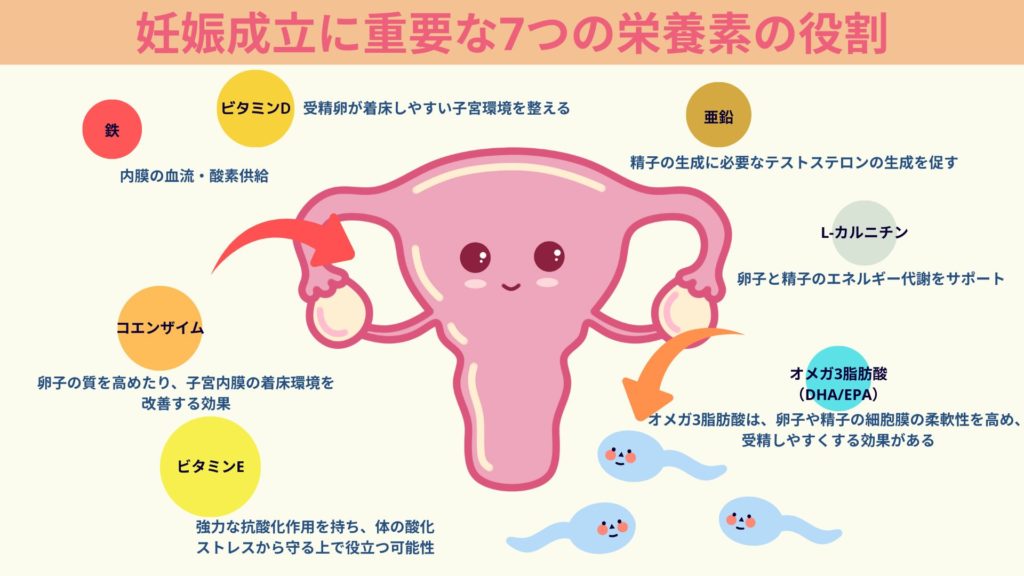 妊娠成立に重要な7つの栄養素の役割を示すイラスト。中央に可愛らしい子宮のキャラクターと卵子・精子のイラスト。周囲に7種類の栄養素が配置され、それぞれの役割が説明されている。鉄は内膜の血流と酸素供給、ビタミンDは着床環境の改善、亜鉛は精子形成、L-カルニチンはエネルギー代謝、コエンザイムQ10は卵子の質と着床環境改善、ビタミンEは抗酸化作用、オメガ3脂肪酸は細胞膜柔軟性と受精力向上をサポートする。