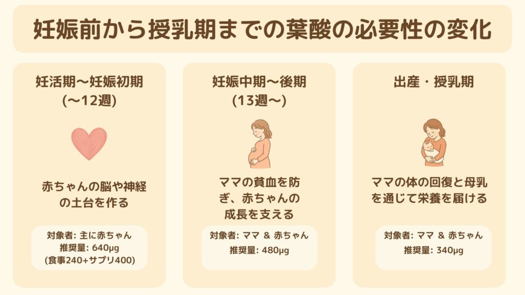 妊活期から授乳期までの葉酸の必要量の変化を示す図。妊活期〜妊娠初期は640µg（食事240＋サプリ400）、妊娠中期〜後期は480µg、授乳期は340µgが推奨されることを説明。