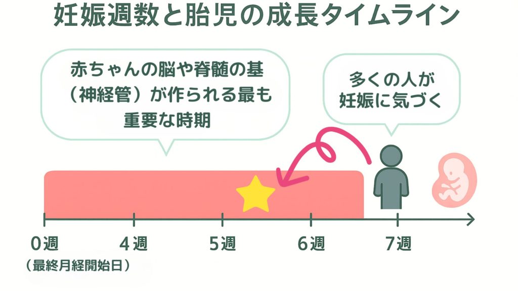 妊娠週数と胎児の成長タイムラインを示す図。0週から6週が赤色で強調され、神経管が形成される重要な時期であることを示している。5〜6週以降に妊娠に気づく人が多いことも吹き出しで説明されている。