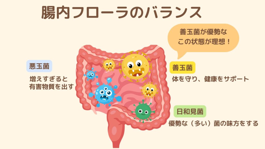 腸内フローラのバランスを示すイラスト。腸内に善玉菌（黄色、健康をサポート）、悪玉菌（青色、増えすぎると有害物質を出す）、日和見菌（緑色、優勢な菌の味方をする）が描かれ、善玉菌が優勢な状態が理想と説明されている。