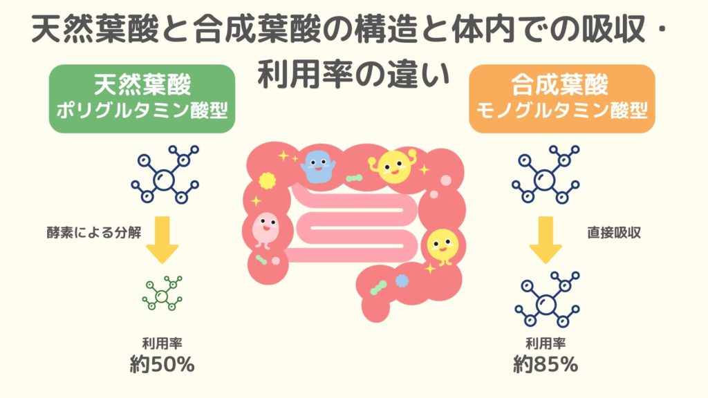 天然葉酸（ポリグルタミン酸型）と合成葉酸（モノグルタミン酸型）の構造と体内での吸収・利用率の違いを示す図。左側は天然葉酸が酵素で分解され利用率約50%になる過程、右側は合成葉酸が直接吸収され利用率約85%になる過程を、分子構造アイコンと腸のイラストで表現。