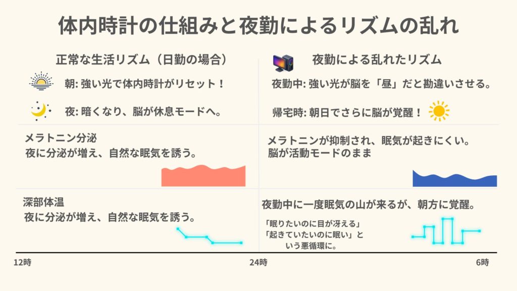 日勤の正常リズムと夜勤時の乱れを並列比較し、メラトニン分泌と深部体温の推移を示すインフォグラフィック